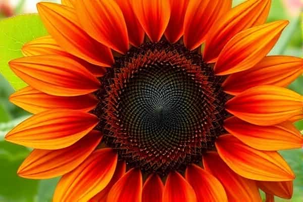 平行母亲（Madres paralelas, 2021）（意西合制）-梦到发现古墓是什么兆头插图