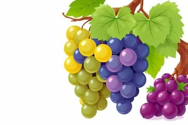 奶奶的家（Nhà bà）-梦到坐高铁出去玩插图